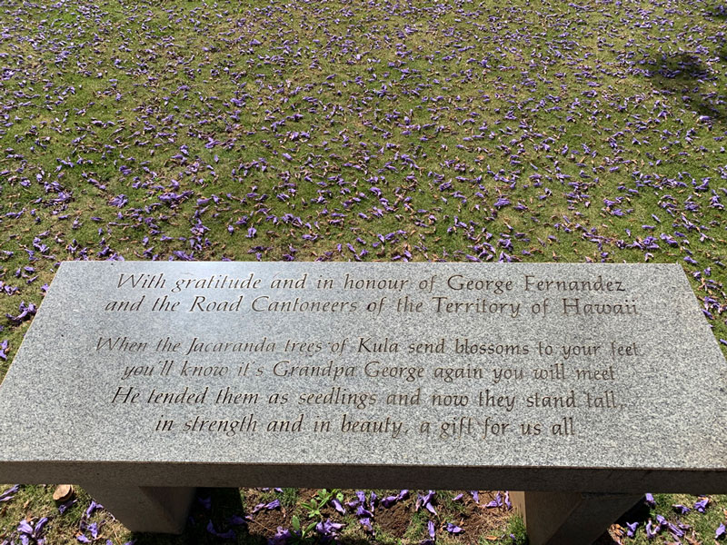 With gratitude and in honour of George Fernandez and the Road Cantoneers of the Territory of Hawaii. When the Jacaranda trees of Kula send blossoms to your feet you'll know it's Grandpa George again you will meet. He tended them as seedlings and now they stand tall in strength and in beauty, a gift for us all.
